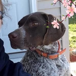 Meet your Posher, Bobbie